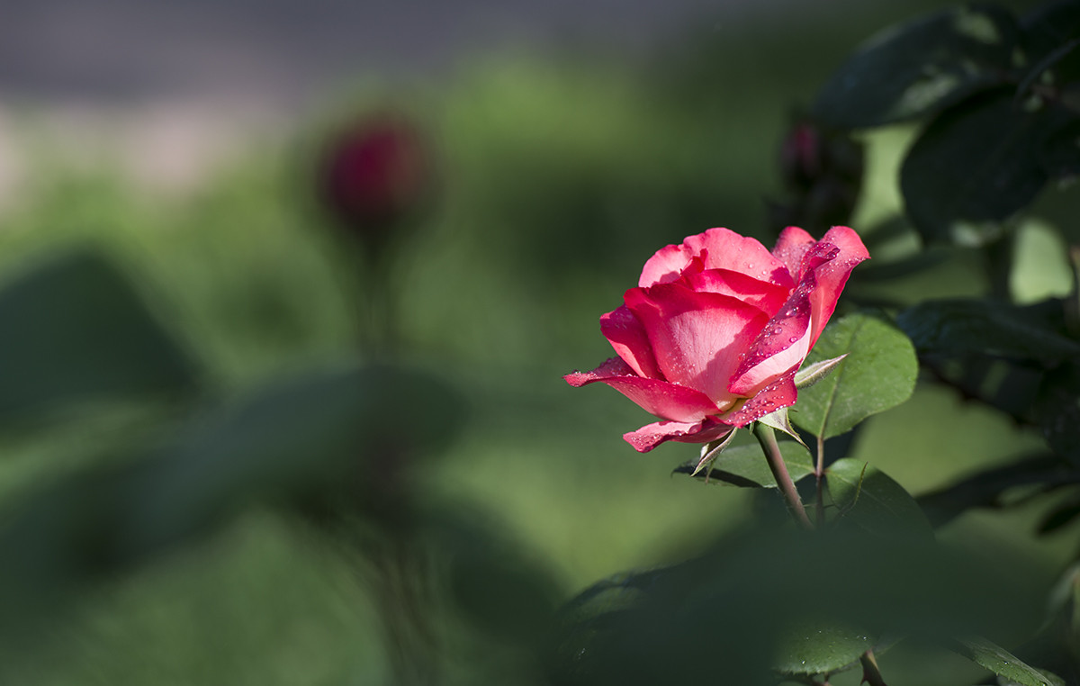 一枝花 [支持尼康d4s论坛]