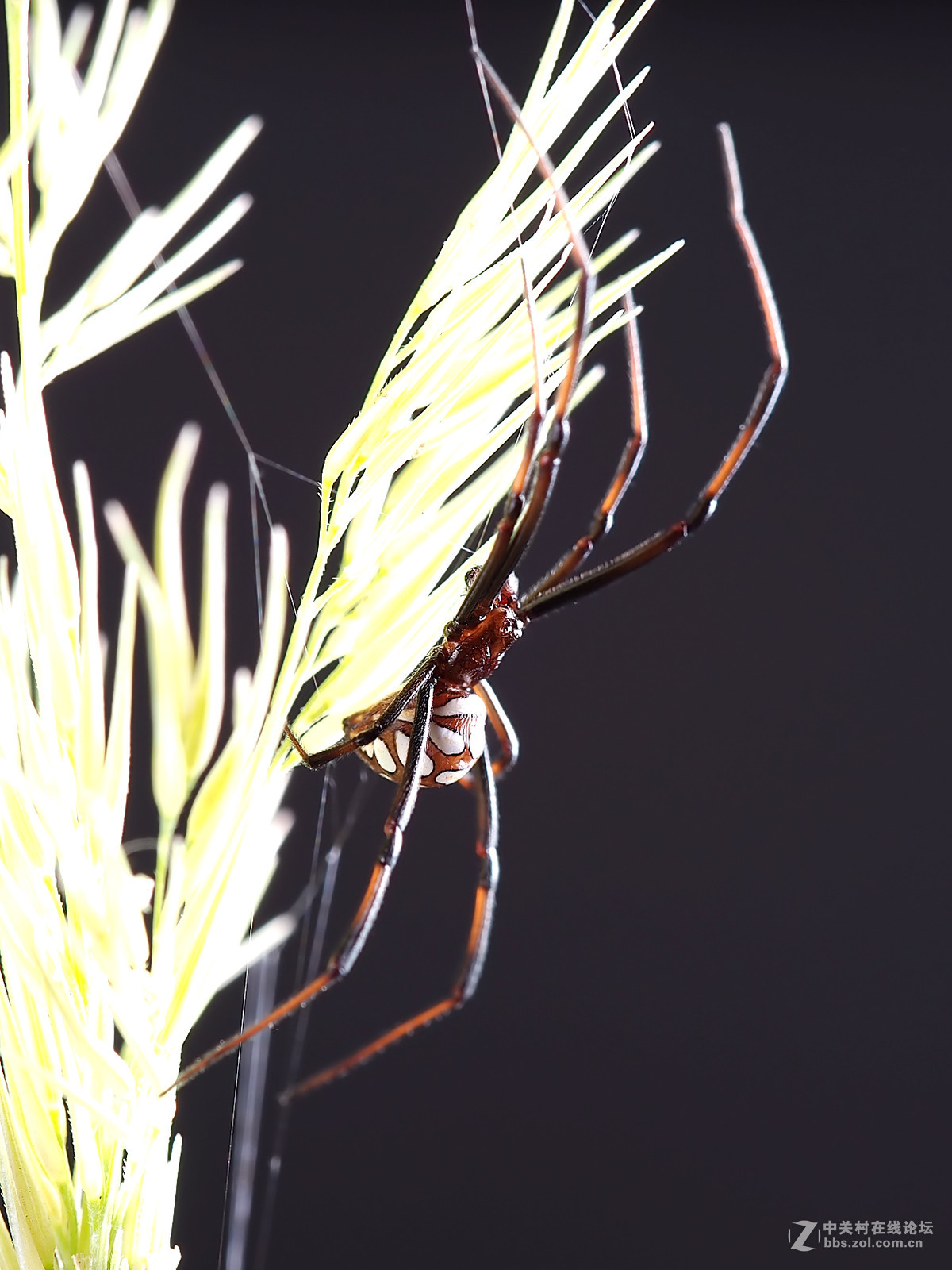 微距049花腹蜘蛛