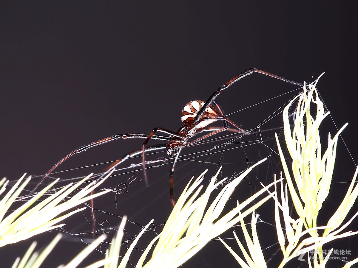 微距049花腹蜘蛛