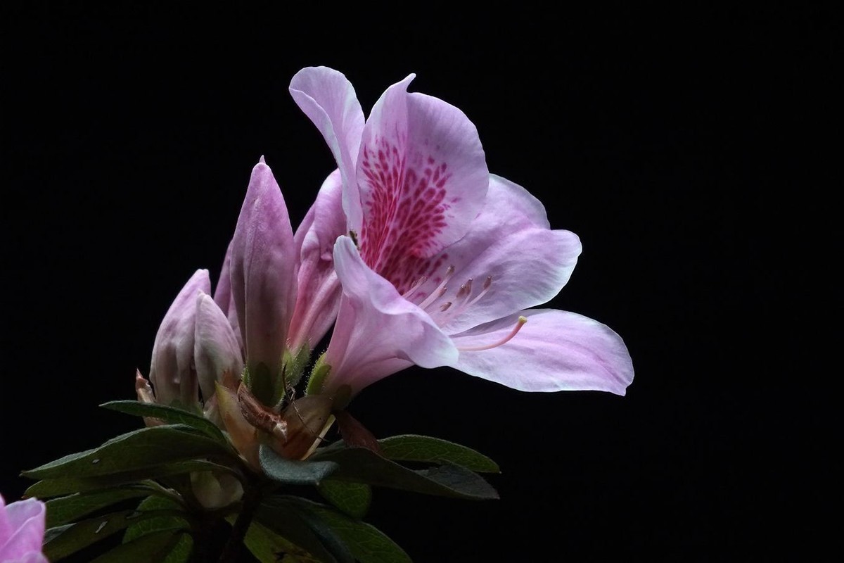 杜鹃花（26）
