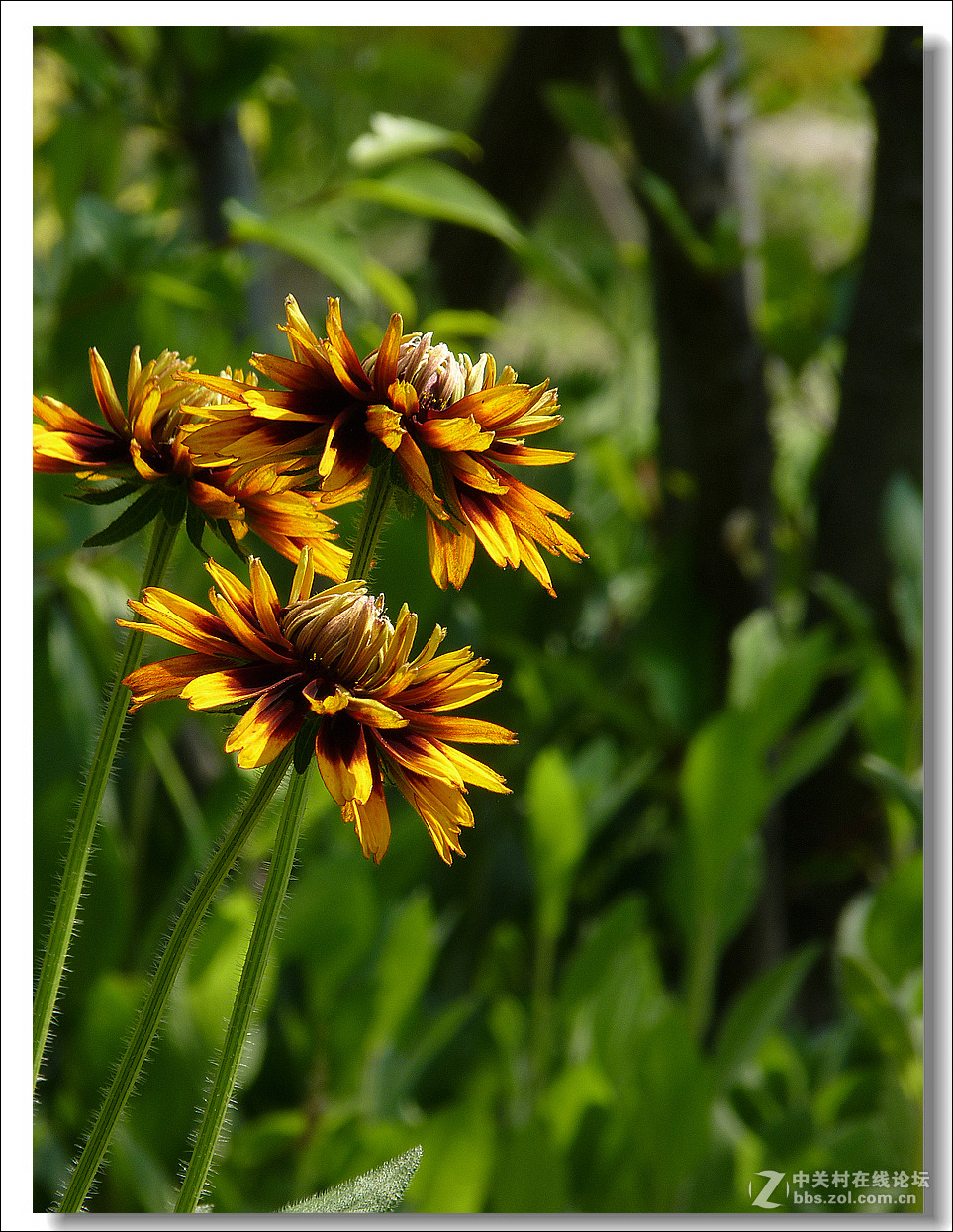 黑心菊【竖图】