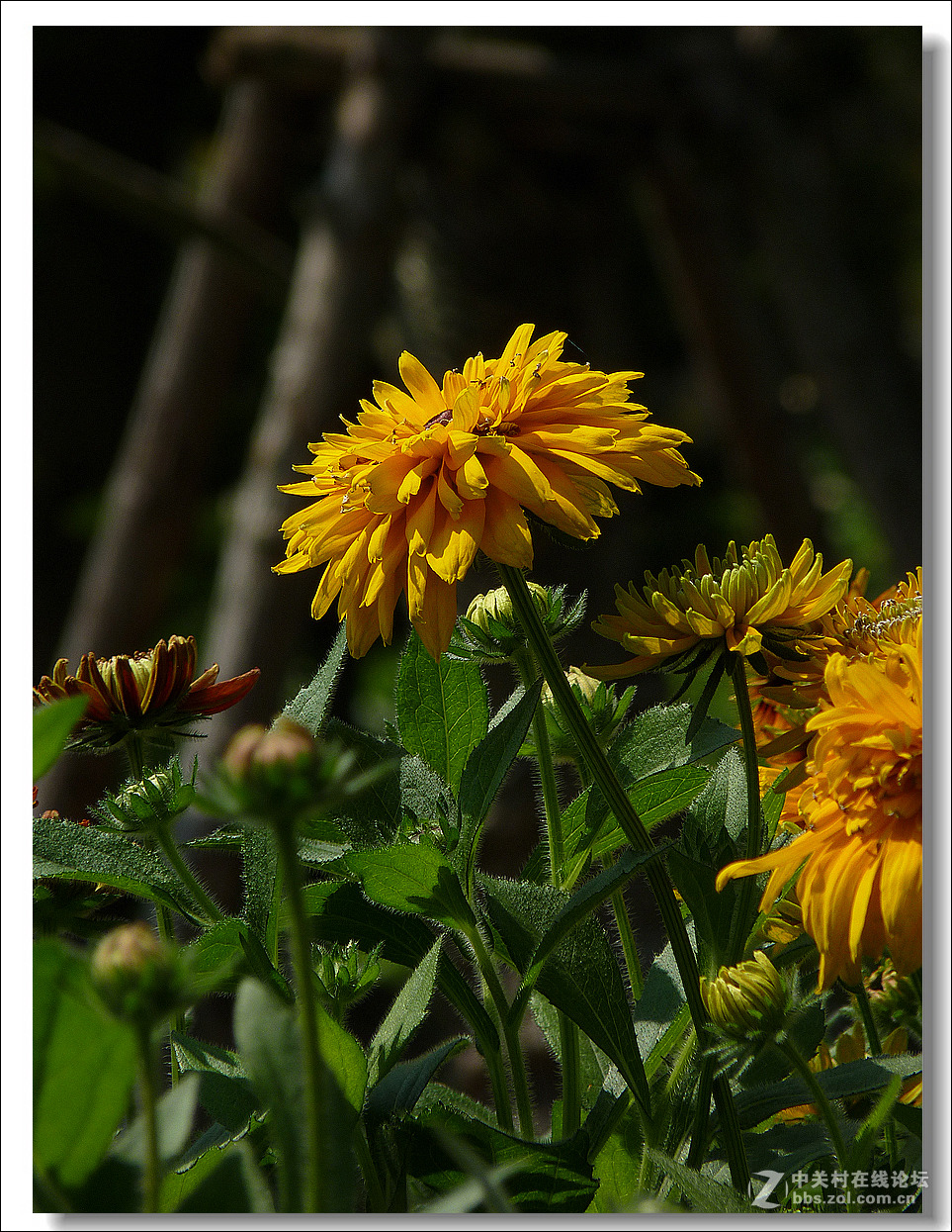 黑心菊【竖图】