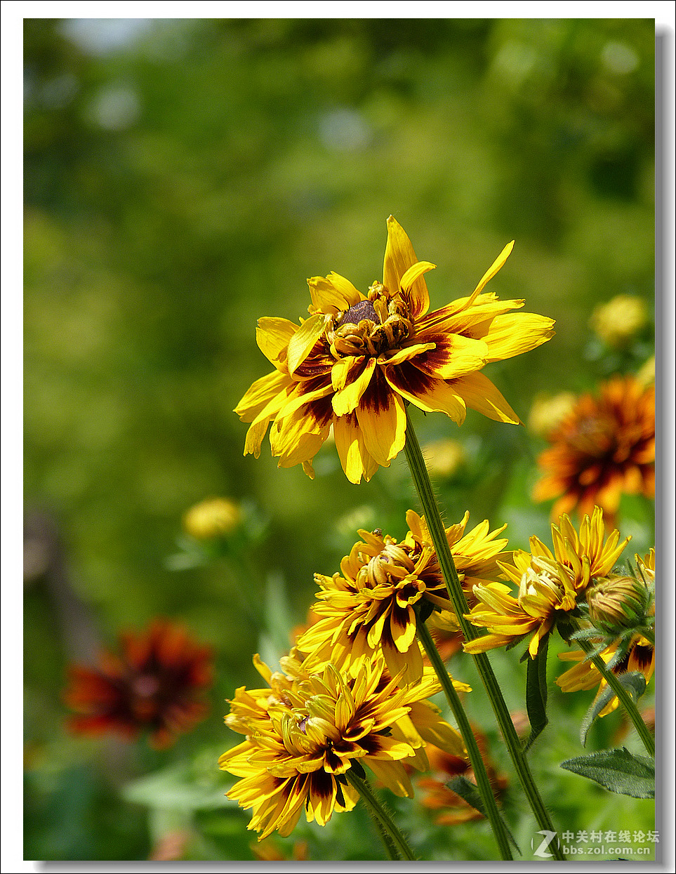 黑心菊【竖图】