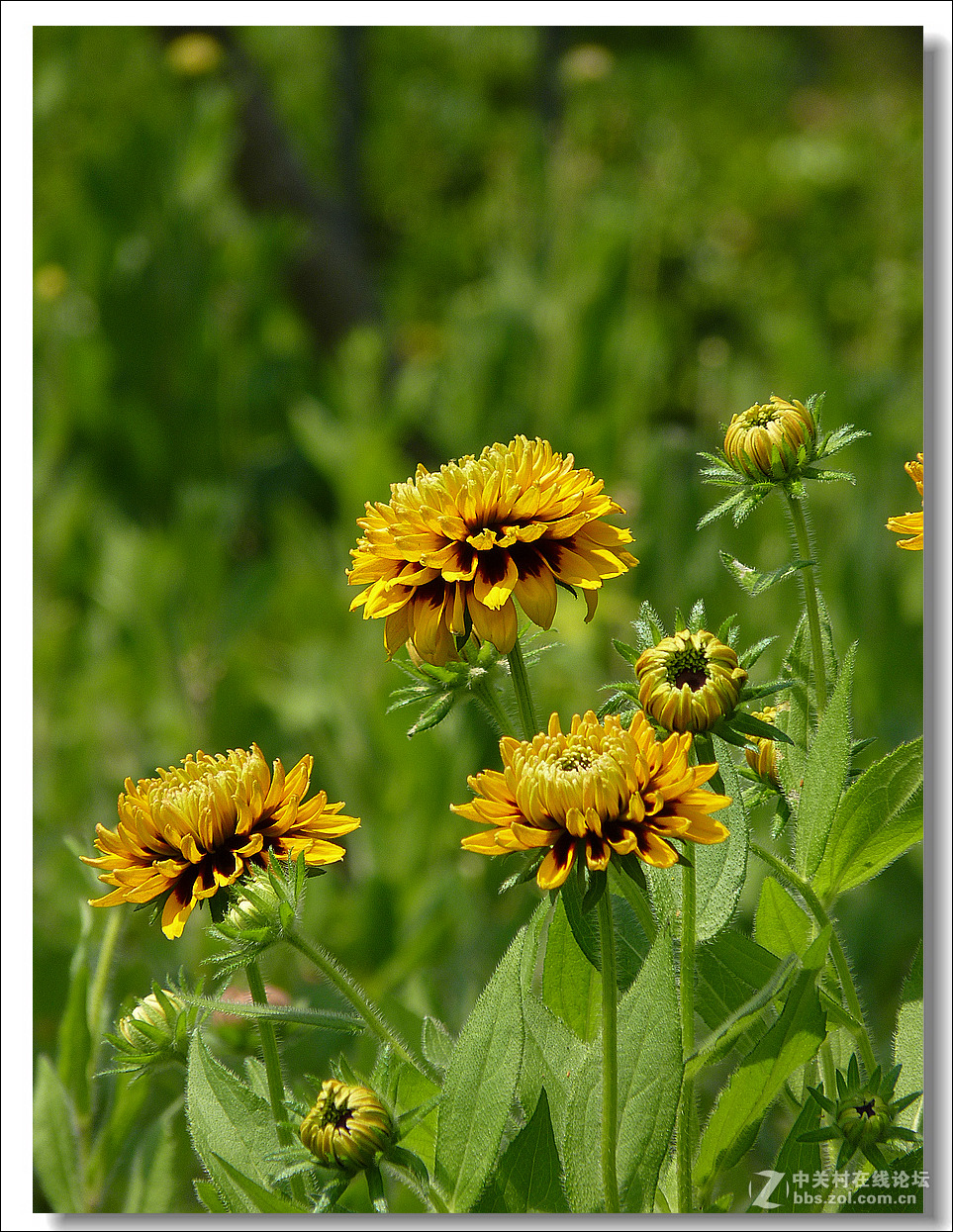 黑心菊【竖图】