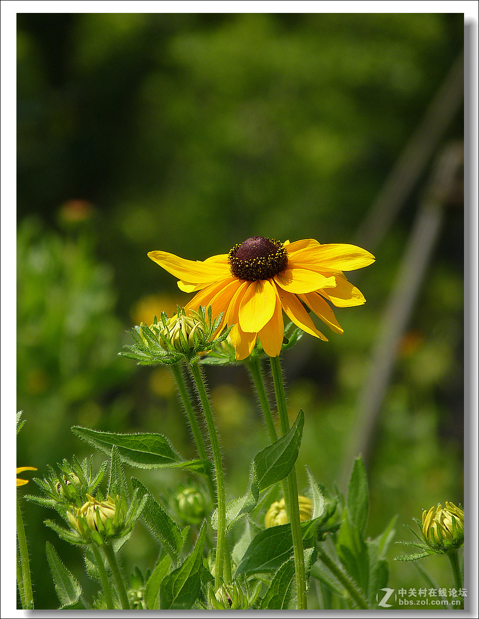 黑心菊【竖图】