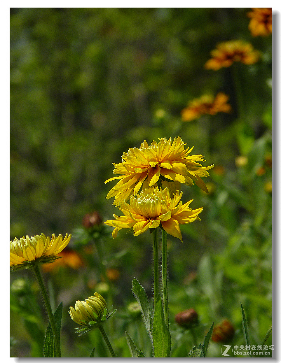 黑心菊【竖图】