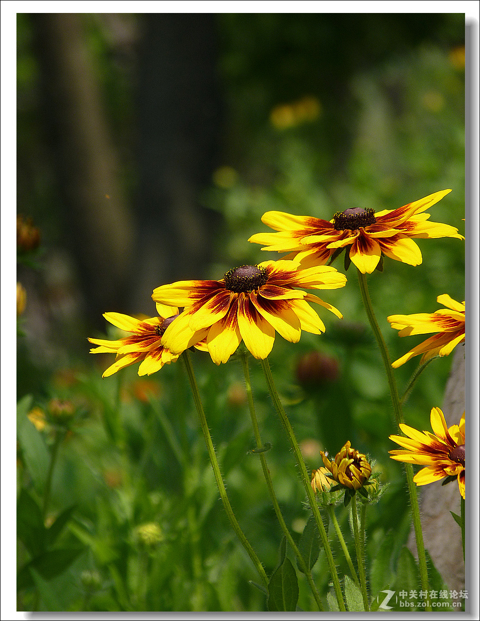 黑心菊【竖图】