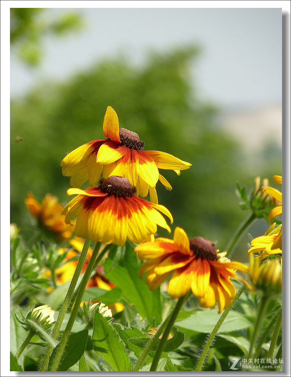 黑心菊【竖图】