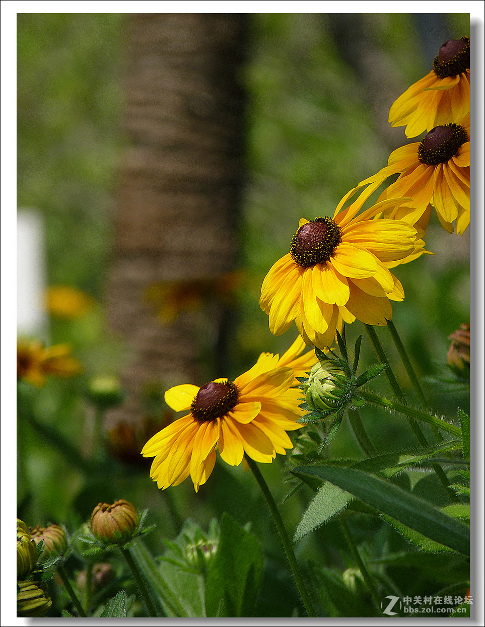 黑心菊【竖图】