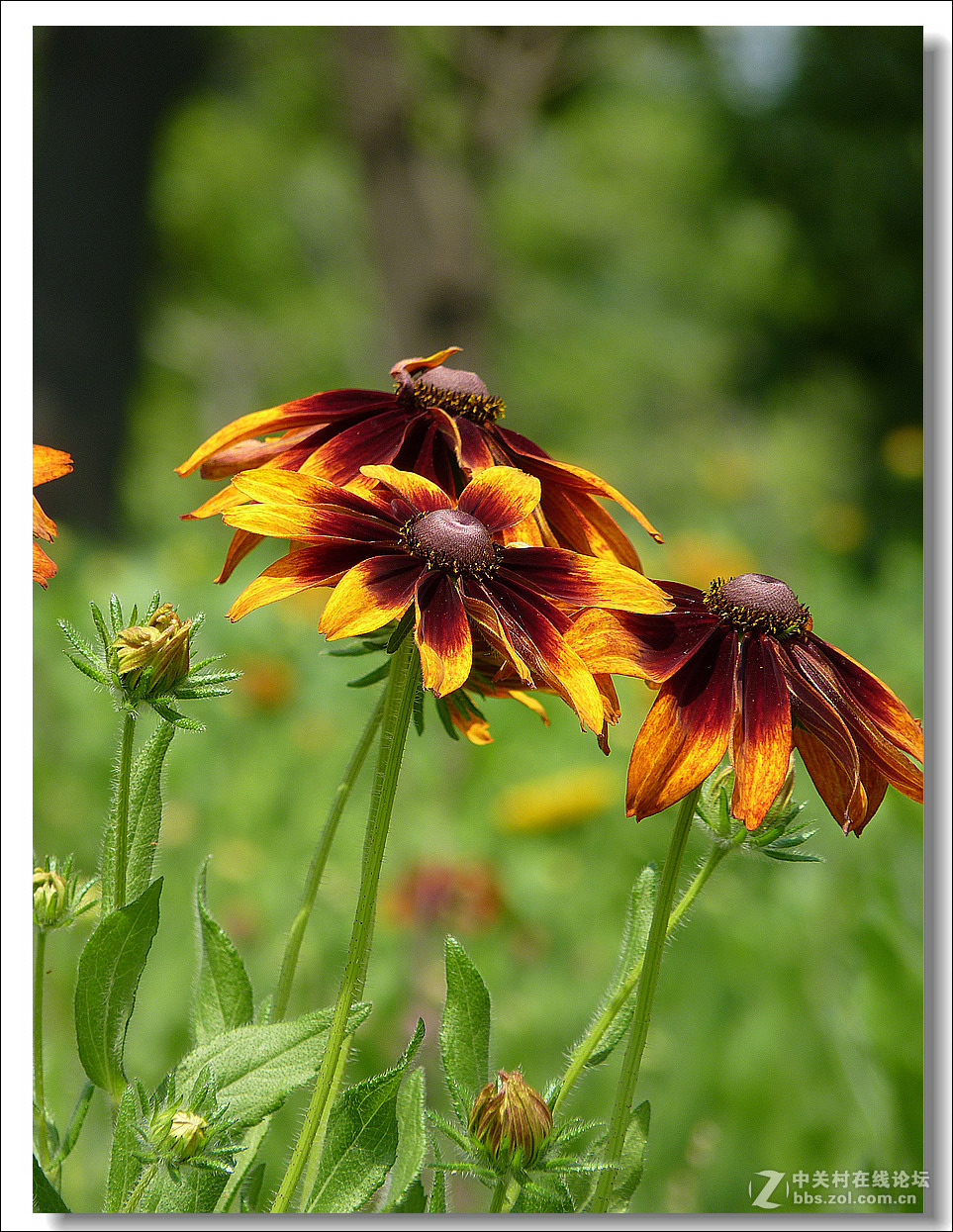 黑心菊【竖图】