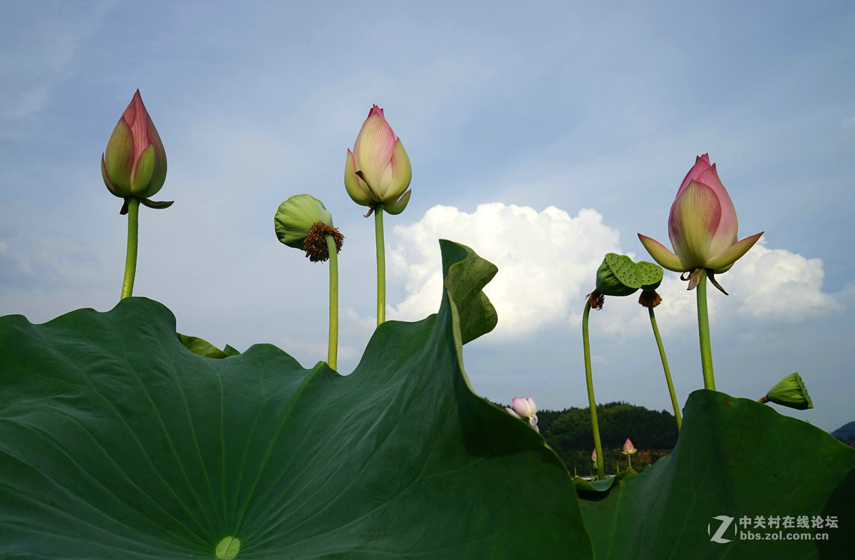 吉阳农村看荷花