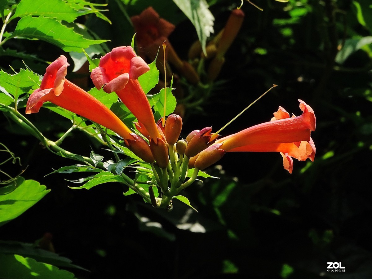 凌霄花（2019.08.15）