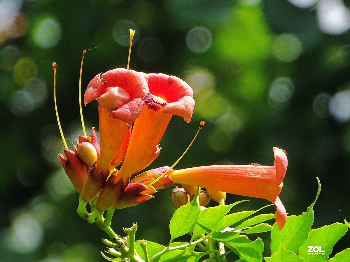 凌霄花（2019.08.15）