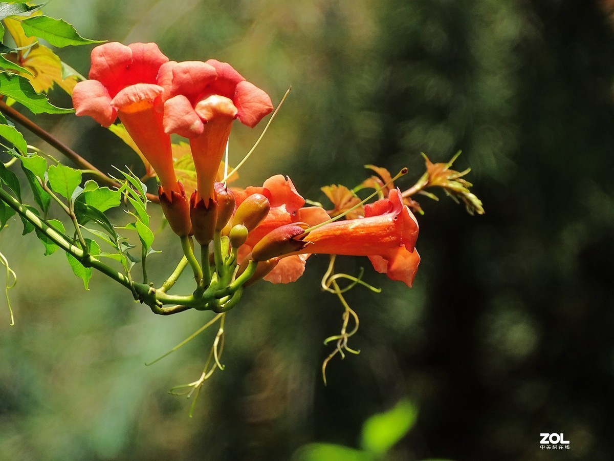 凌霄花（2019.08.15）