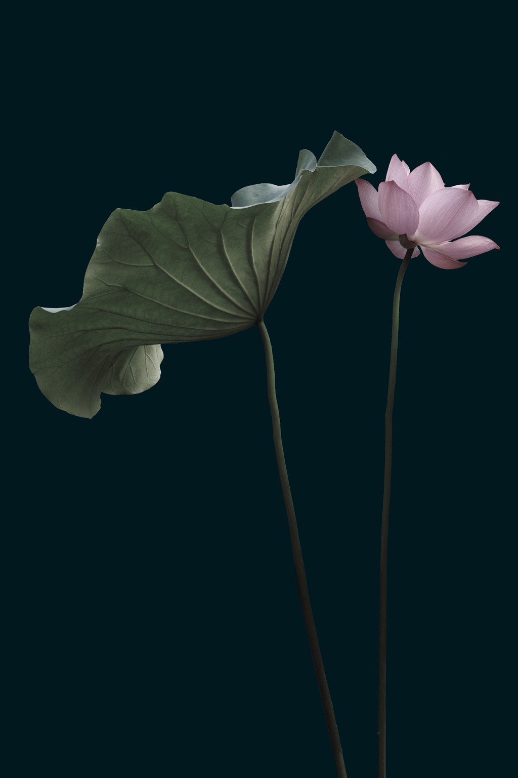 君子不争，卓尔不群