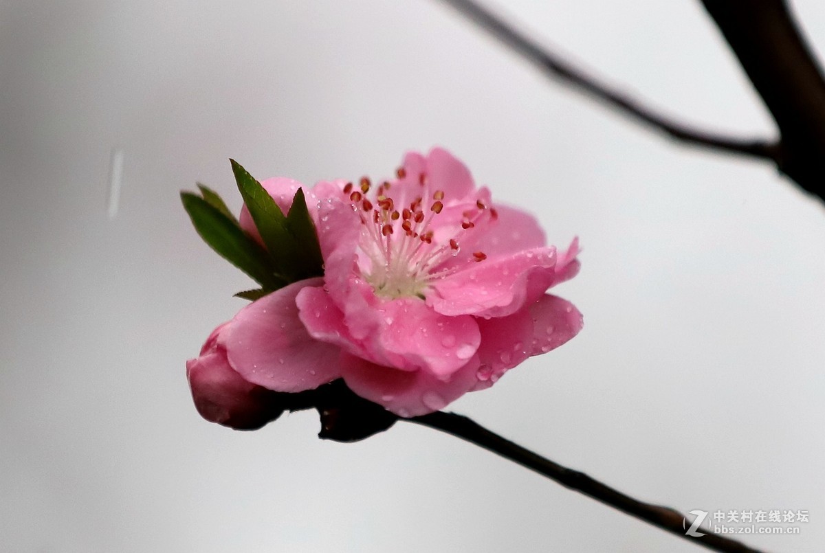 在雨中的西湖溜达，6D2小白兔经受了淋雨的考验，一手打伞一手拿相机，实在是不太稳