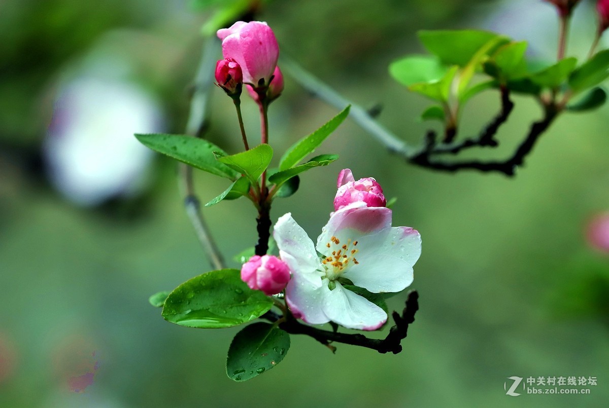 在雨中的西湖溜达，6D2小白兔经受了淋雨的考验，一手打伞一手拿相机，实在是不太稳