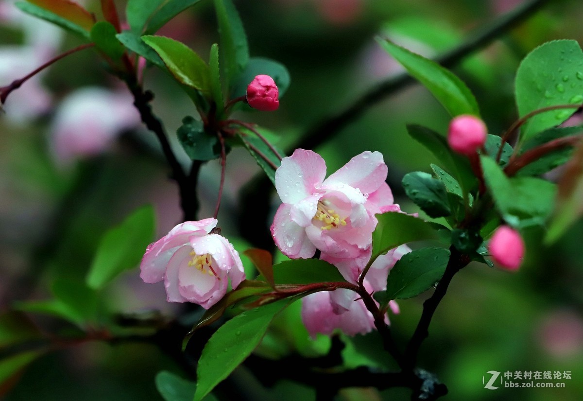 在雨中的西湖溜达，6D2小白兔经受了淋雨的考验，一手打伞一手拿相机，实在是不太稳