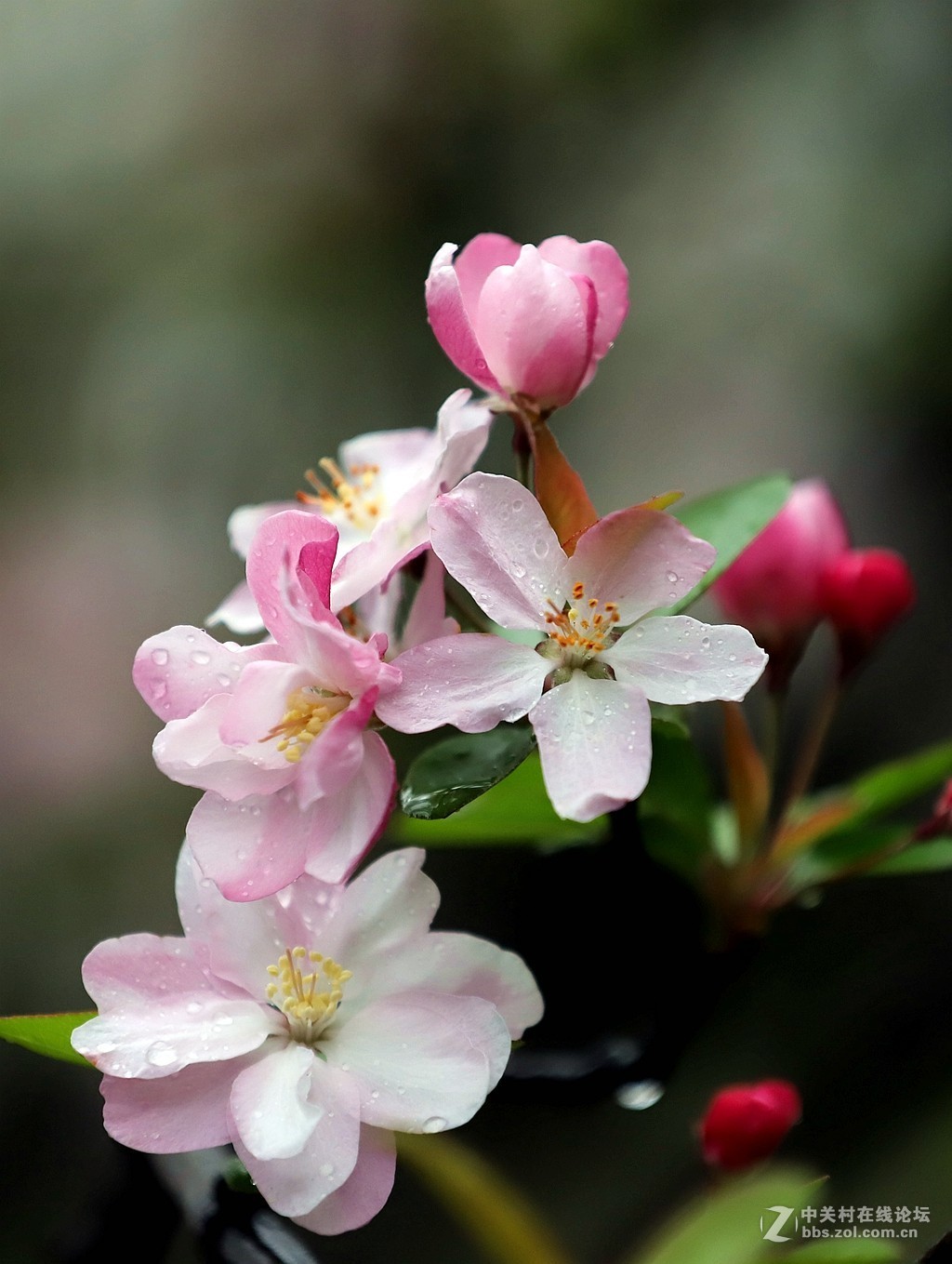 在雨中的西湖溜达，6D2小白兔经受了淋雨的考验，一手打伞一手拿相机，实在是不太稳