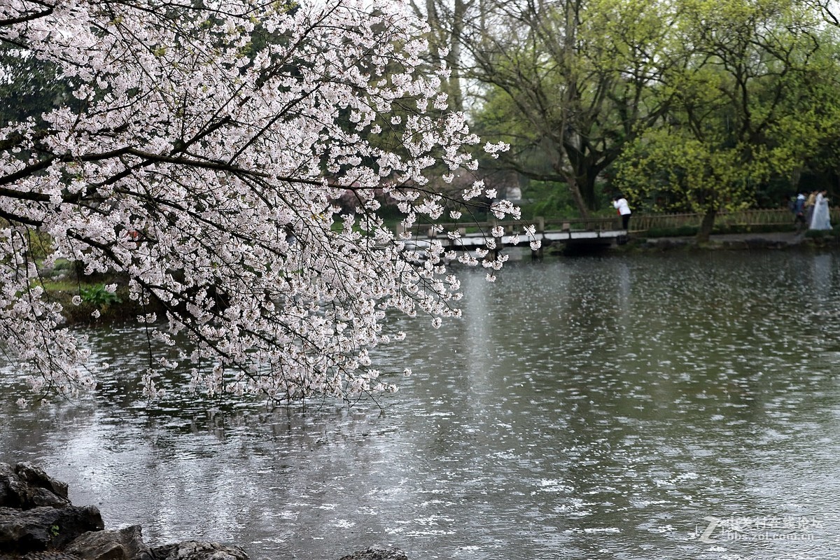 在雨中的西湖溜达，6D2小白兔经受了淋雨的考验，一手打伞一手拿相机，实在是不太稳