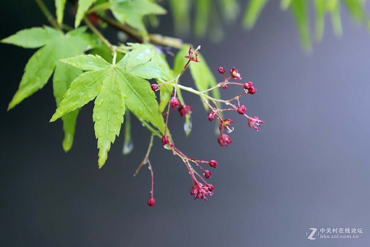 在雨中的西湖溜达，6D2小白兔经受了淋雨的考验，一手打伞一手拿相机，实在是不太稳