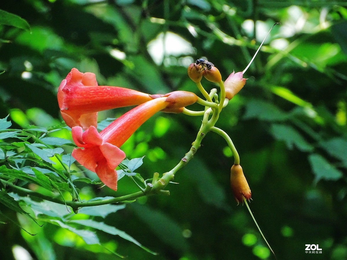 凌霄花（2019.08.15）