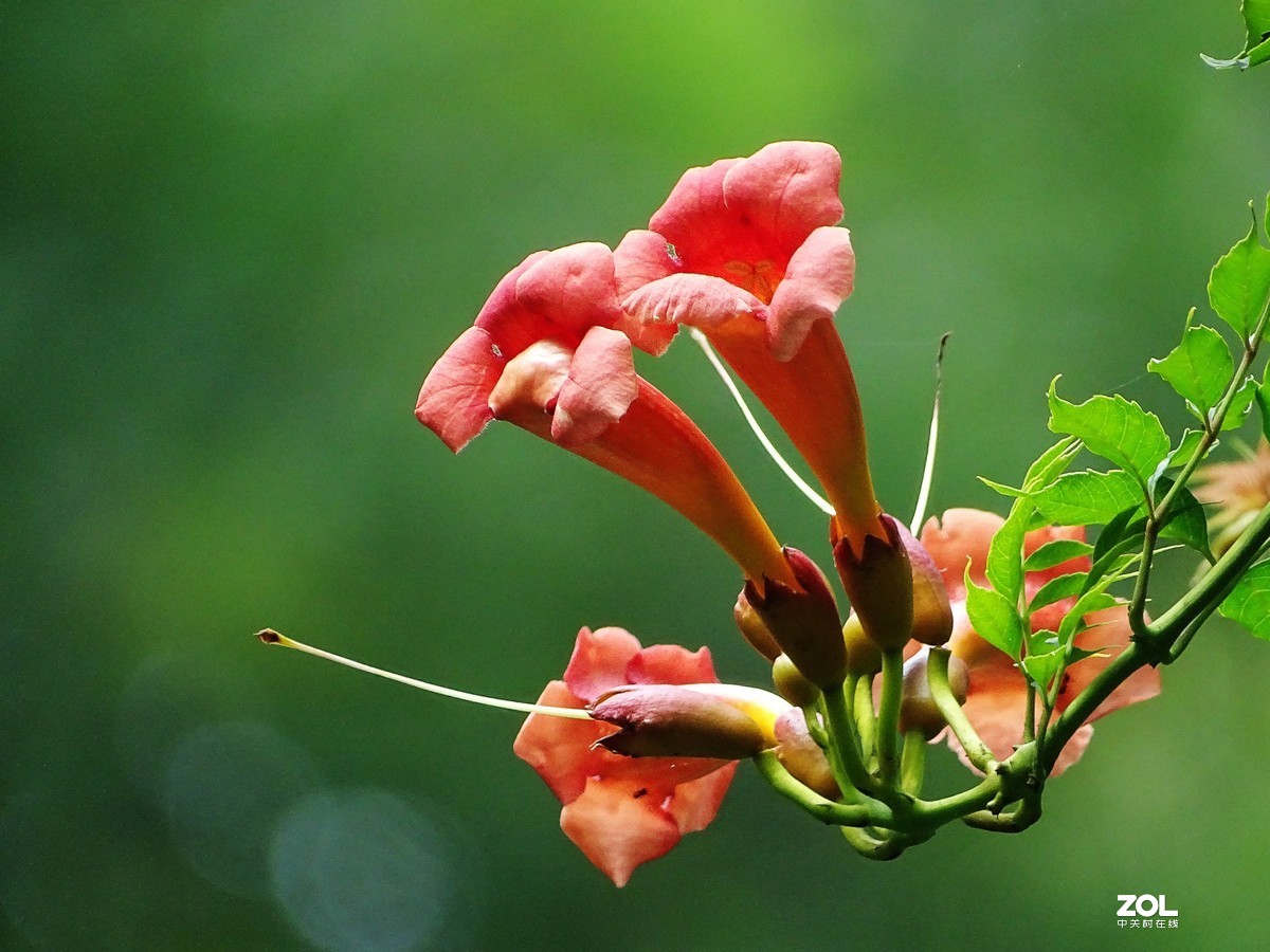 凌霄花（2019.08.15）