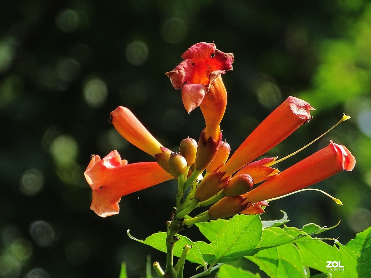 凌霄花（2019.08.15）
