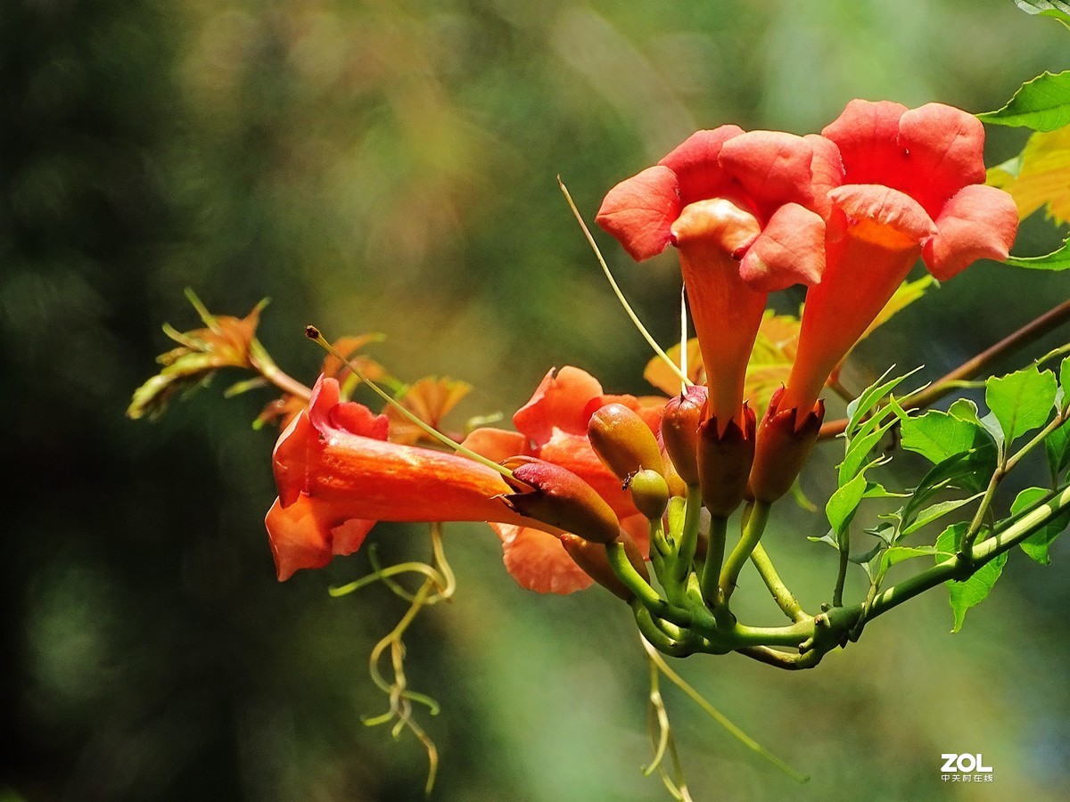 凌霄花（2019.08.15）
