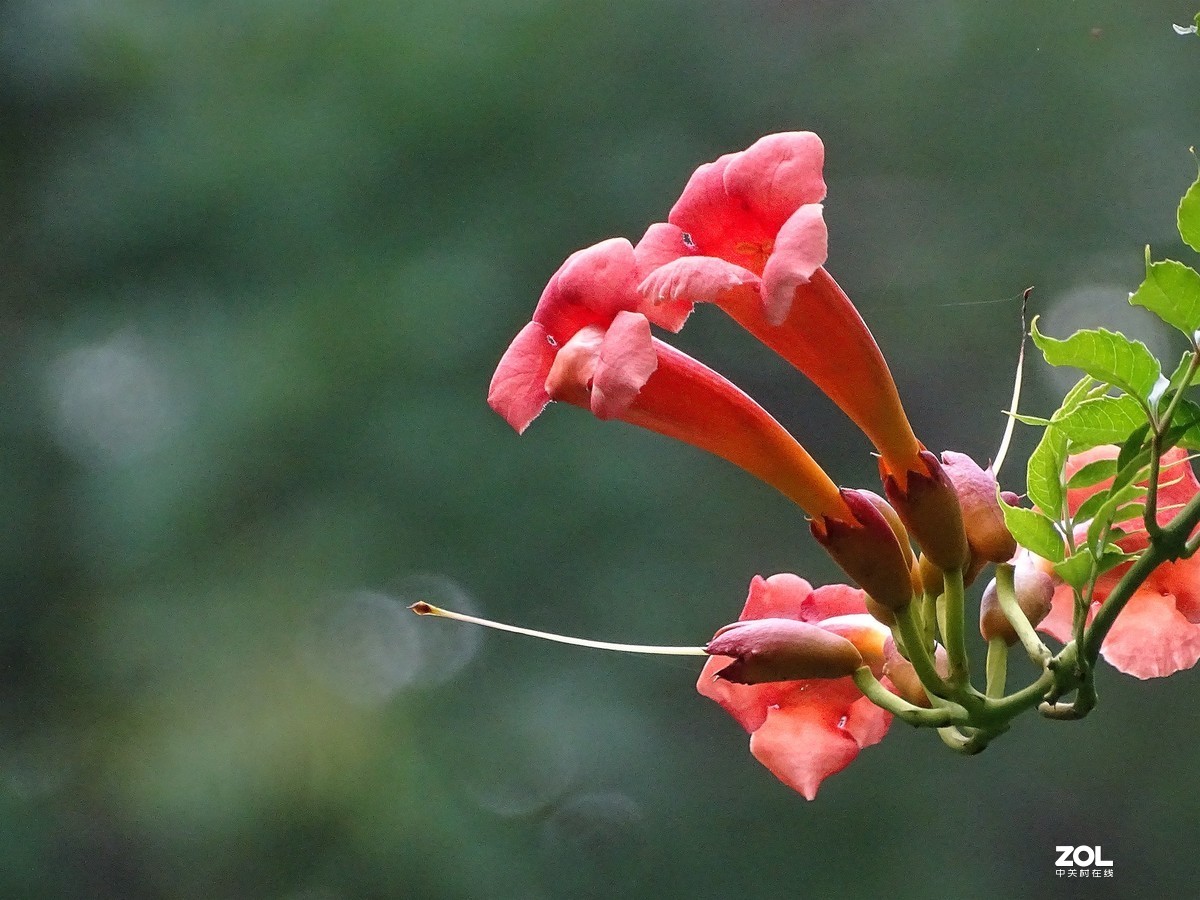 凌霄花（2019.08.15）