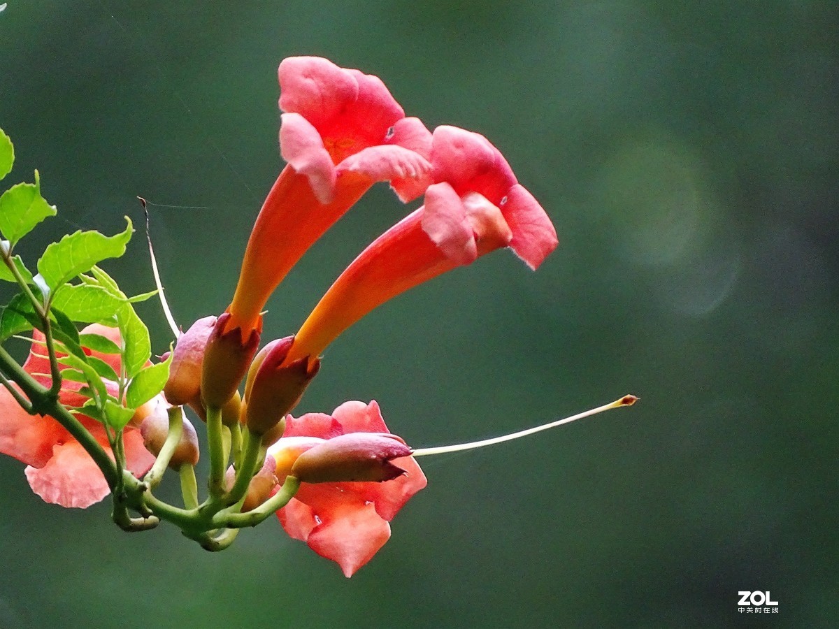 凌霄花（2019.08.15）
