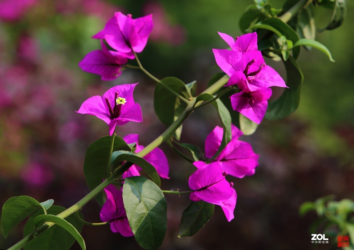 紫色三角梅