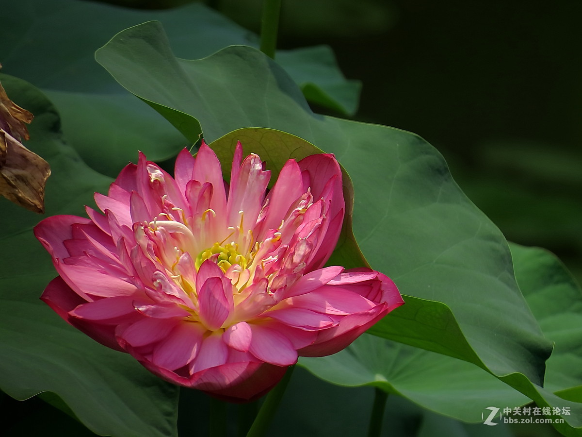 紅白蓮花開共塘兩般顏色一般香繽紛蓮花各顯芬芳