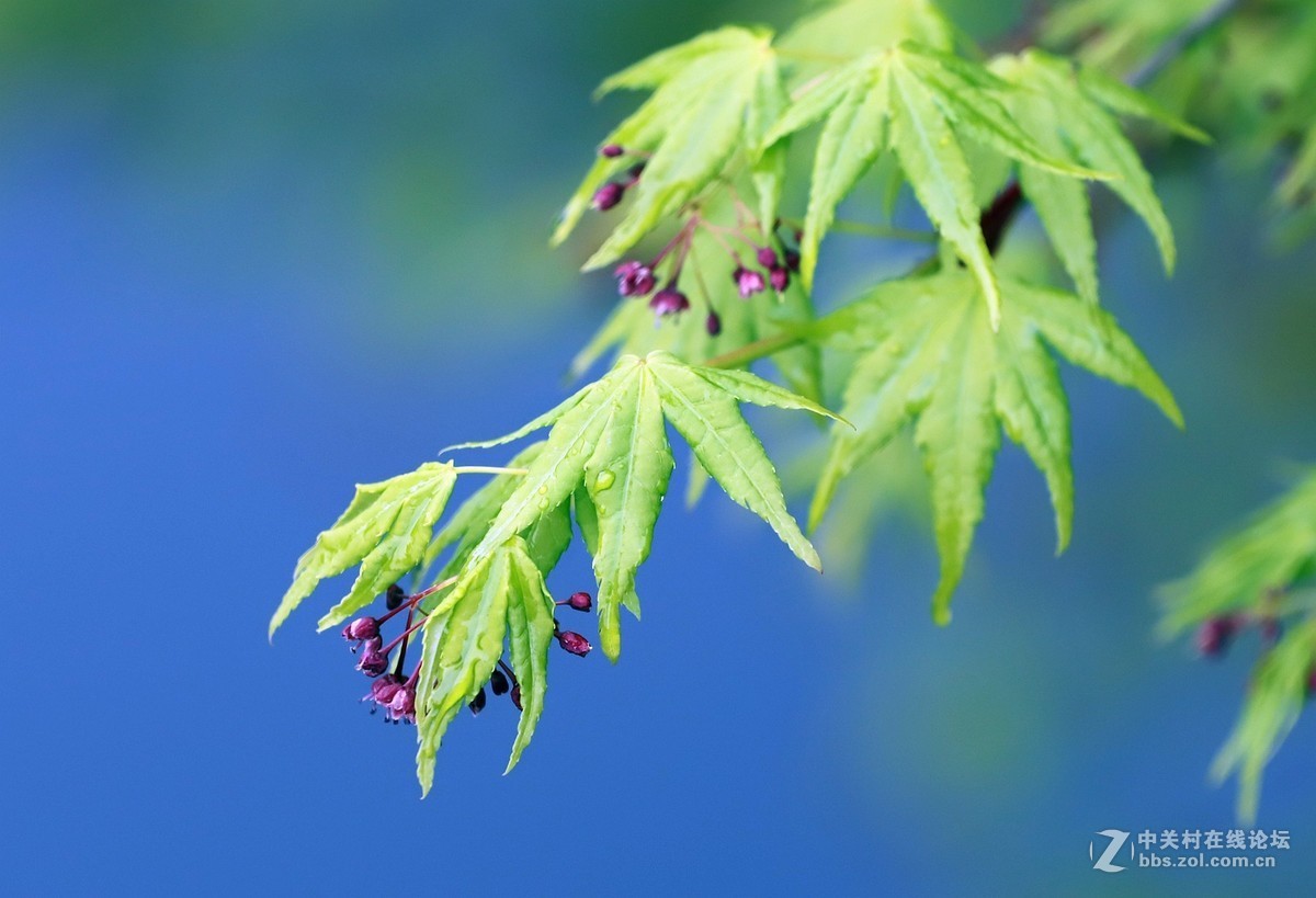 在雨中的西湖溜达，6D2小白兔经受了淋雨的考验，一手打伞一手拿相机，实在是不太稳