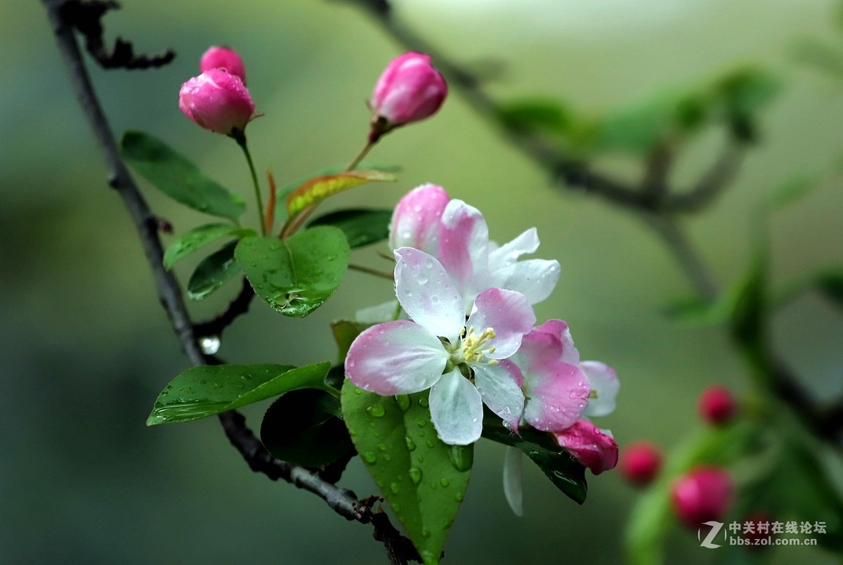 在雨中的西湖溜达，6D2小白兔经受了淋雨的考验，一手打伞一手拿相机，实在是不太稳