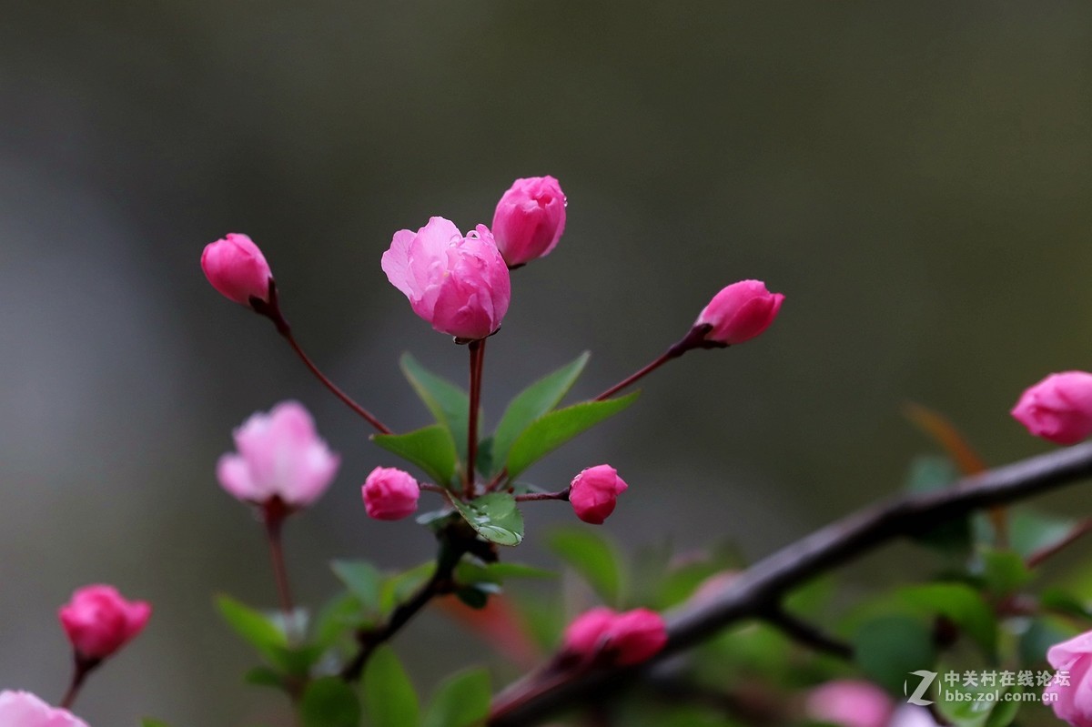 在雨中的西湖溜达，6D2小白兔经受了淋雨的考验，一手打伞一手拿相机，实在是不太稳