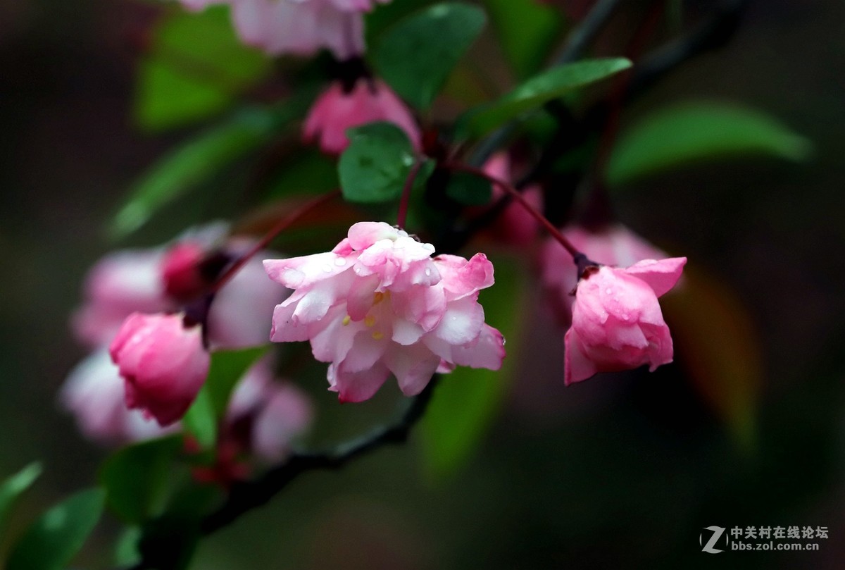 在雨中的西湖溜达，6D2小白兔经受了淋雨的考验，一手打伞一手拿相机，实在是不太稳