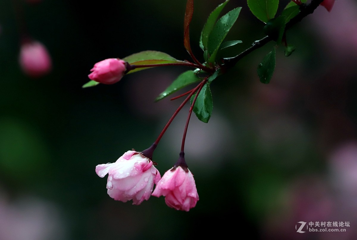 在雨中的西湖溜达，6D2小白兔经受了淋雨的考验，一手打伞一手拿相机，实在是不太稳