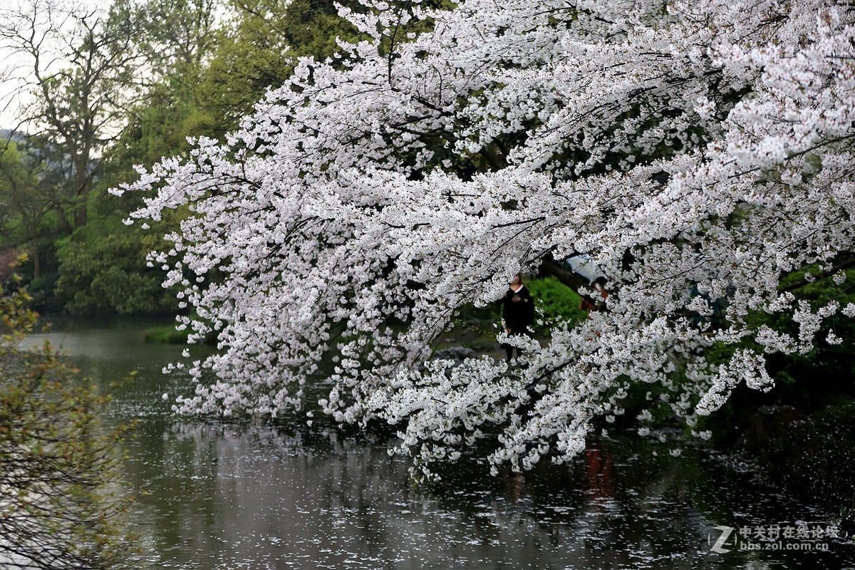 在雨中的西湖溜达，6D2小白兔经受了淋雨的考验，一手打伞一手拿相机，实在是不太稳