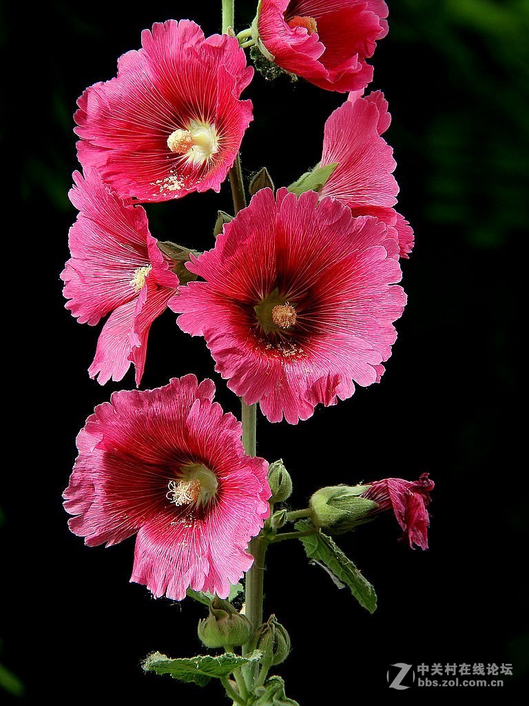 蜀葵花-2