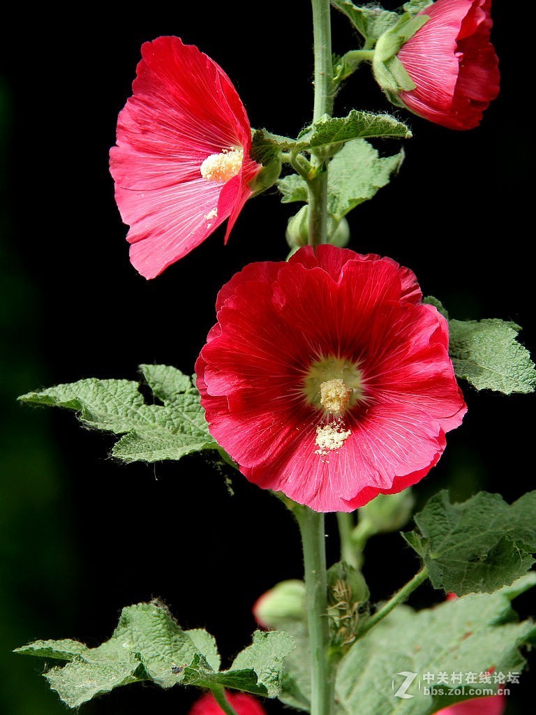 蜀葵花-2