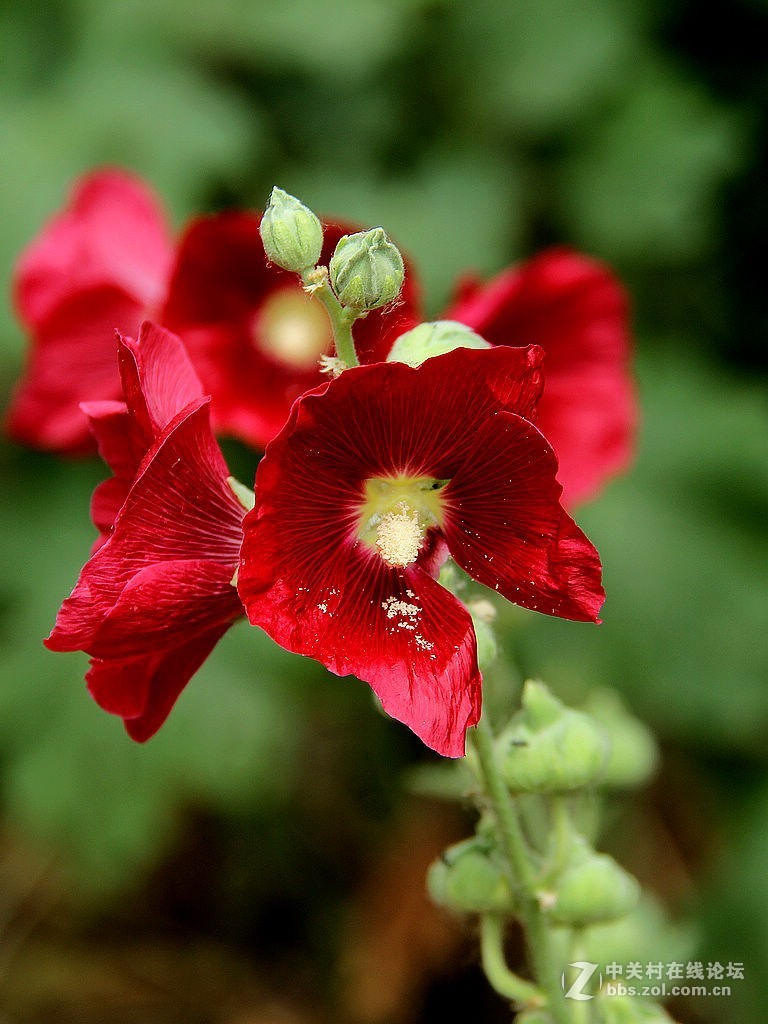 蜀葵花-2