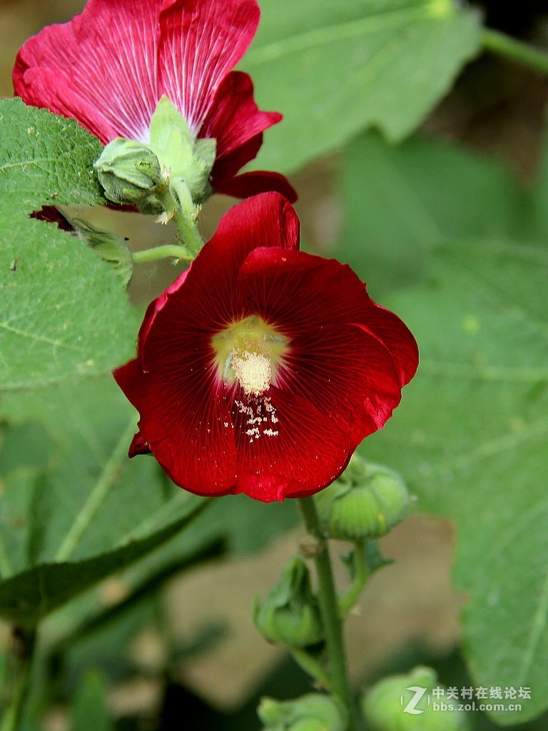 蜀葵花-2