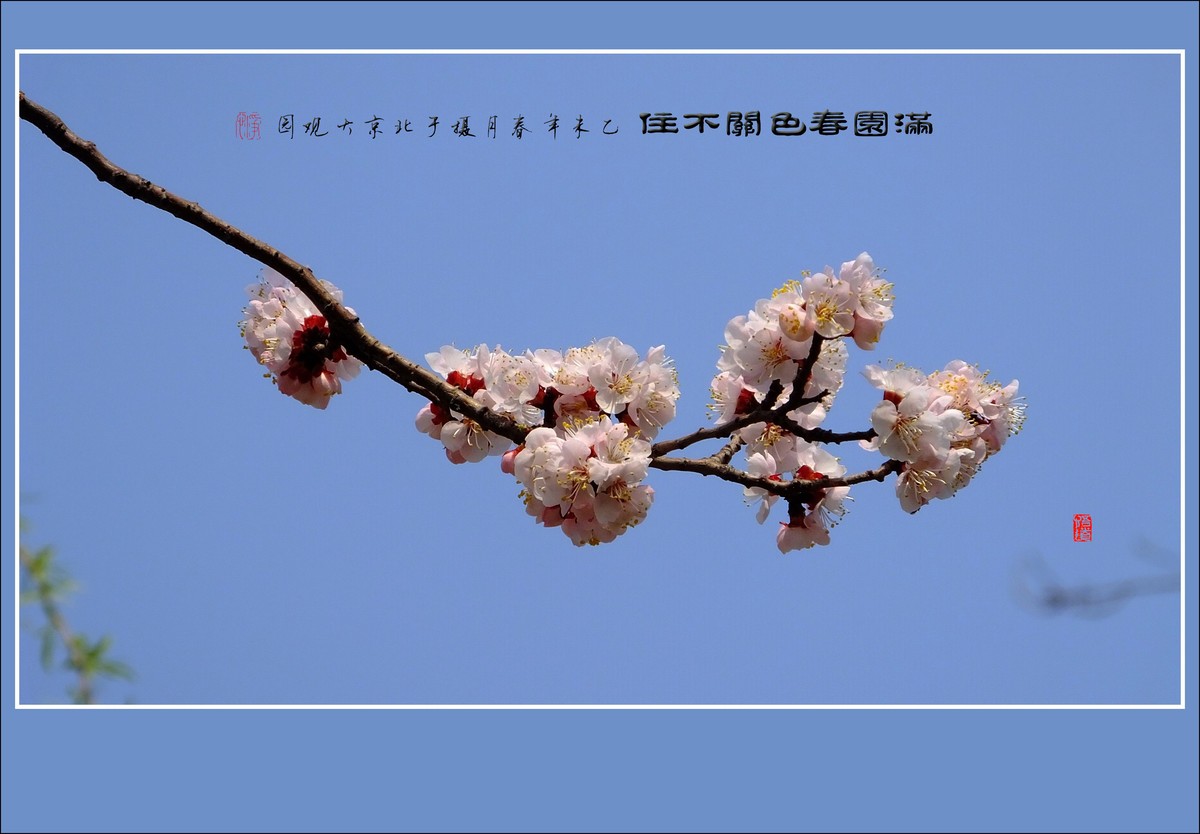 满园春色关不住一枝红杏出墙来