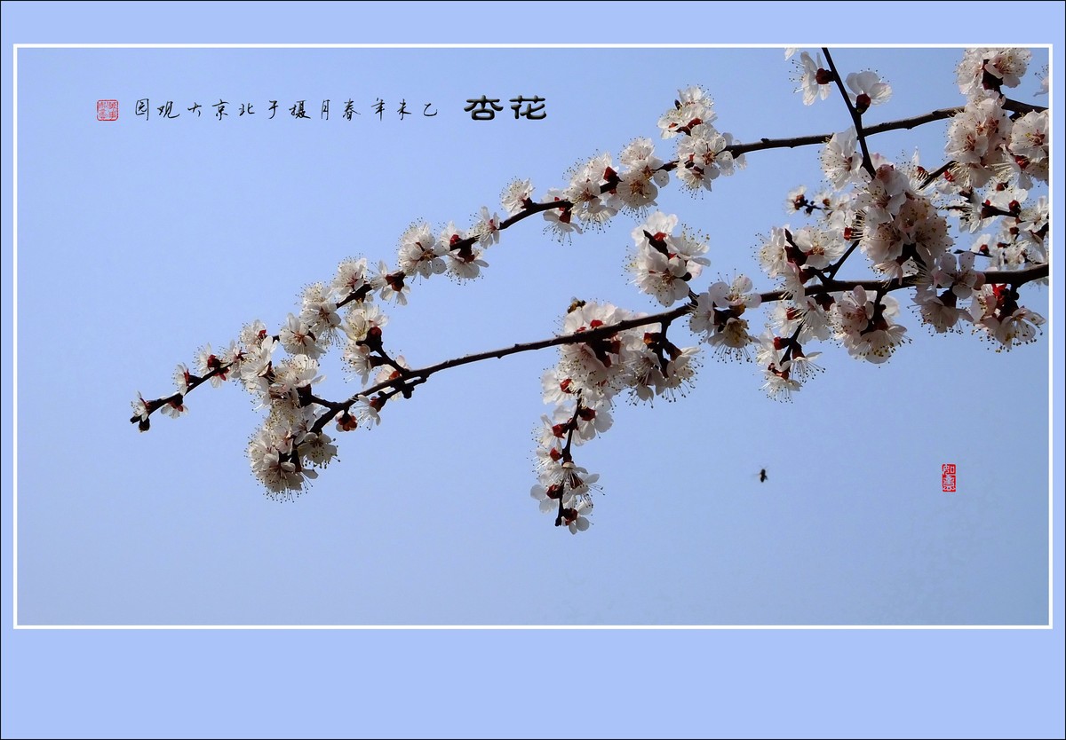 满园春色关不住,一枝红杏出墙来-中关村在线摄影论坛