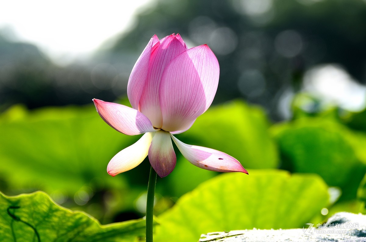 红莲花
