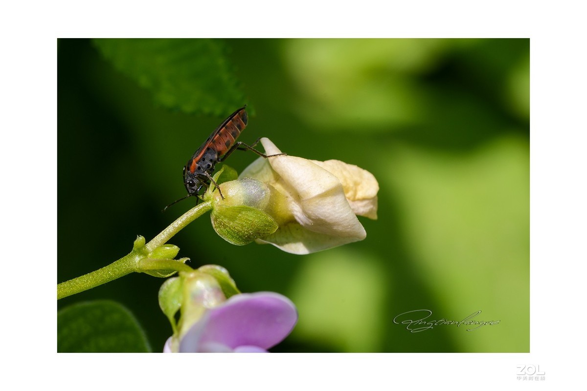 腾龙90微三代，F017效果让人满意，上几片供参考。