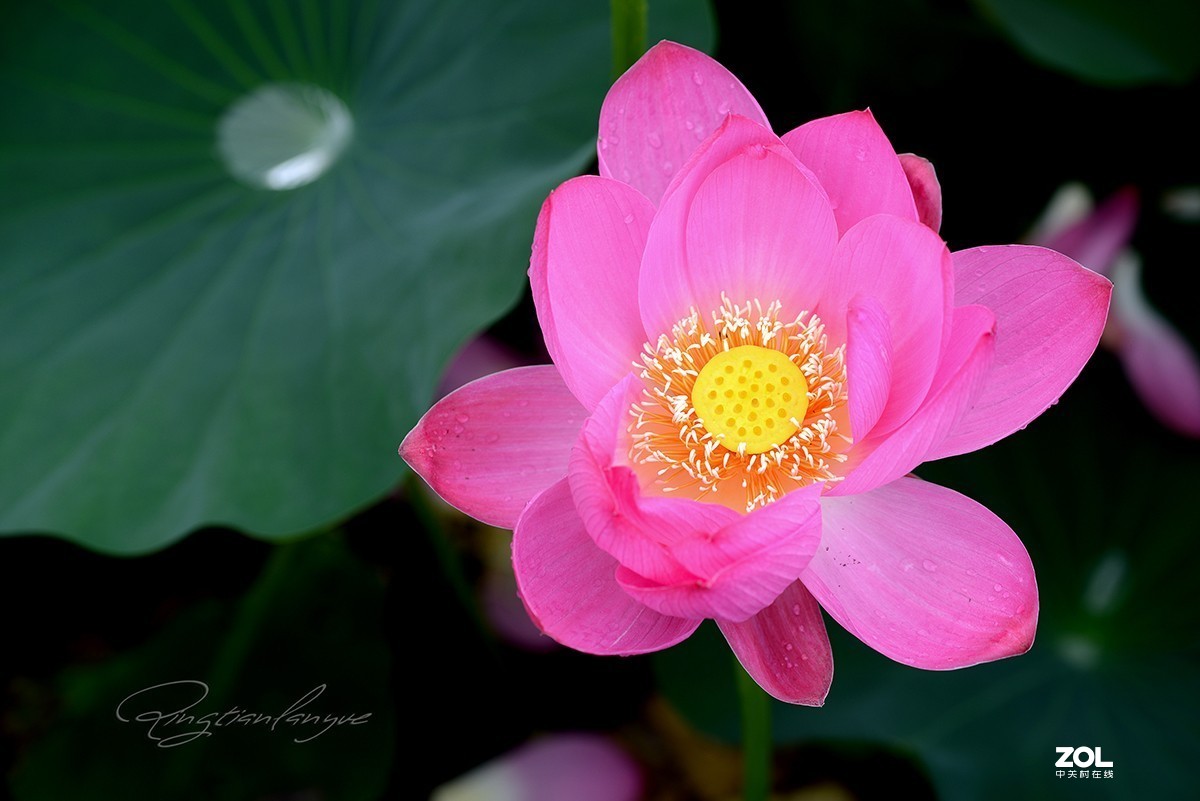 腾龙90微三代，F017效果让人满意，上几片供参考。