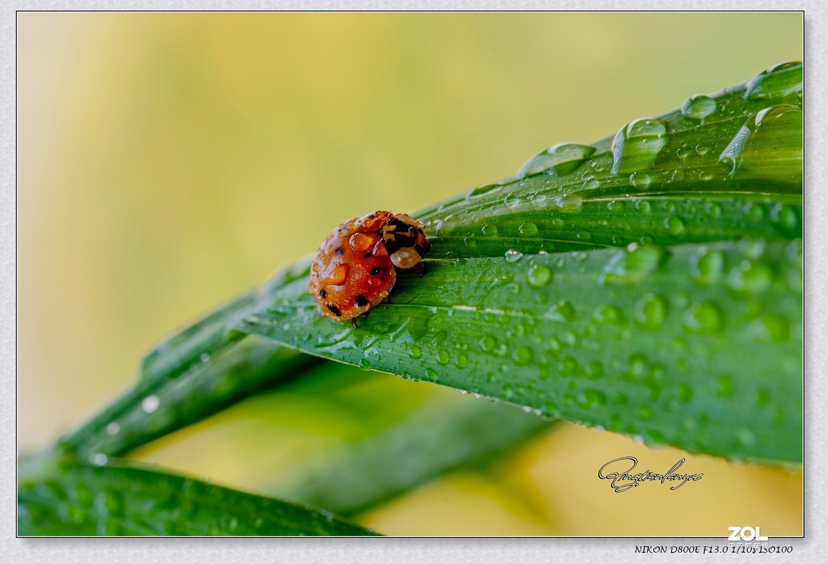 腾龙90微三代，F017效果让人满意，上几片供参考。