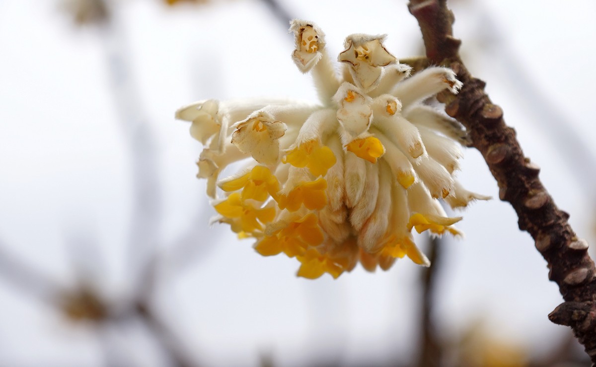 結香花開節節高